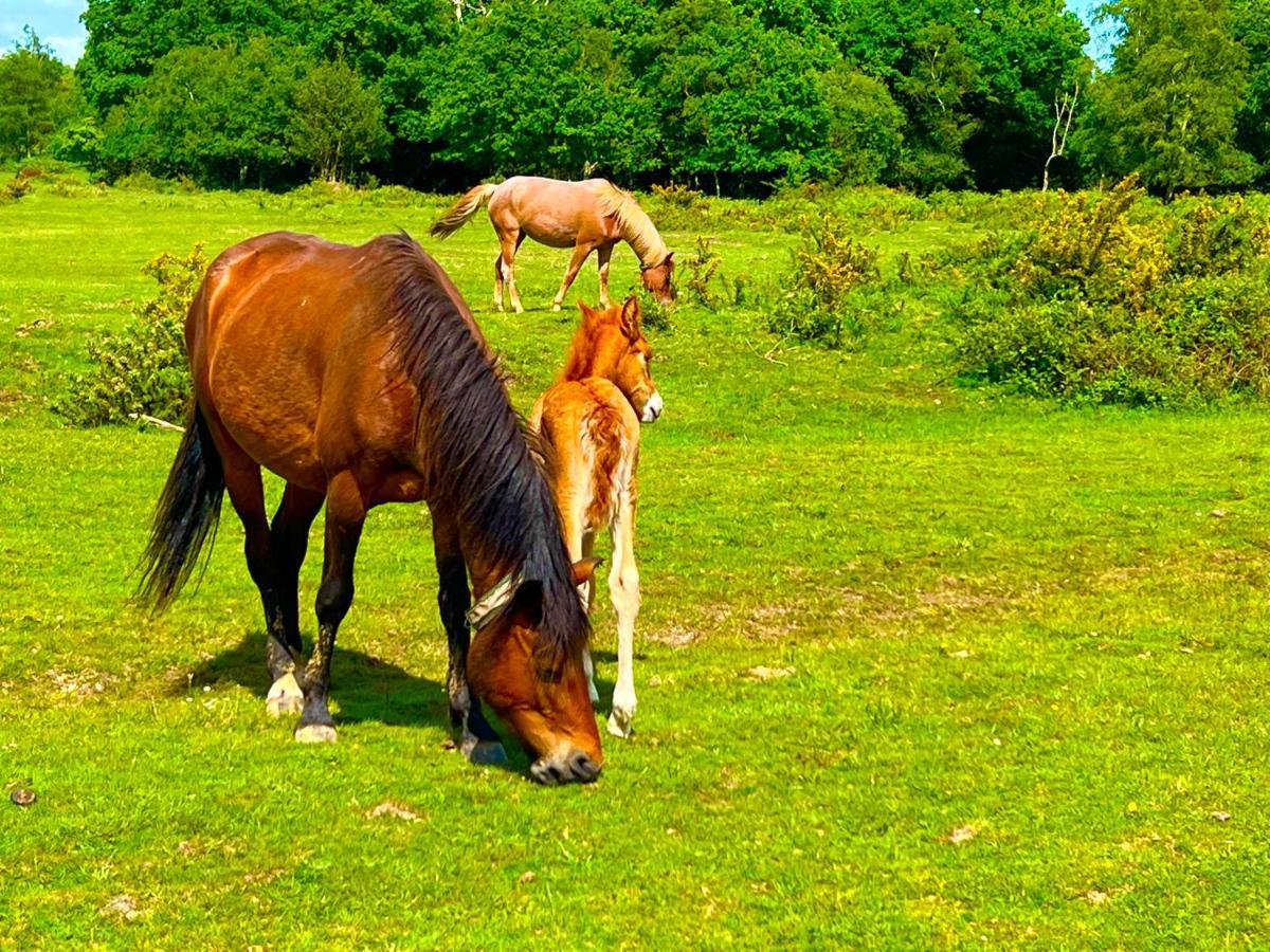 Jungle lodge Lymington Eksteriør billede